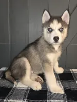 Sylus, a male Siberian Husky for sale in Ellisville, MS – 5 of 9