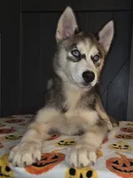 Sylus, a male Siberian Husky for sale in Ellisville, MS – 3 of 9
