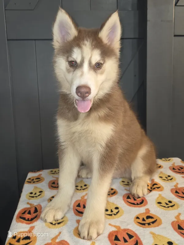 Valko – Siberian Husky puppy for sale in Ellisville, MS