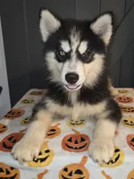 Biggs, a male Siberian Husky for sale in Ellisville, MS – 3 of 9