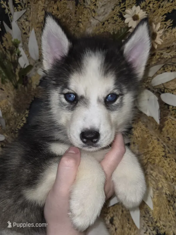 Scylla – Siberian Husky puppy for sale in Ellisville, MS