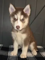 Valko, a male Siberian Husky for sale in Ellisville, MS – 4 of 9