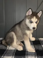 Sylus, a male Siberian Husky for sale in Ellisville, MS – 4 of 9