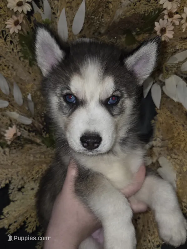 Sylus – Siberian Husky puppy for sale in Ellisville, MS