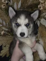 Sylus, a male Siberian Husky for sale in Ellisville, MS – 1 of 9