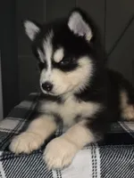 Biggs, a male Siberian Husky for sale in Ellisville, MS – 5 of 9