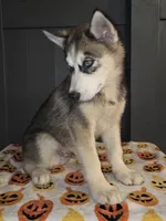 Sylus, a male Siberian Husky for sale in Ellisville, MS – 2 of 9