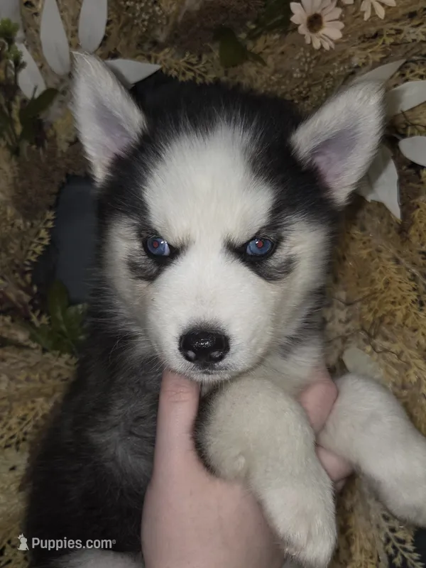 Tiana – Siberian Husky puppy for sale in Ellisville, MS