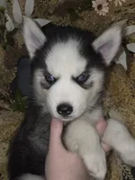 Tiana, a female Siberian Husky for sale in Ellisville, MS – 1 of 9