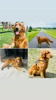 Golden Boy, a male Golden Retriever for sale in Janesville, MN – Photo 4 of 5