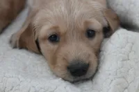 Golden Boy, a male Golden Retriever for sale in Janesville, MN – Photo 3 of 5