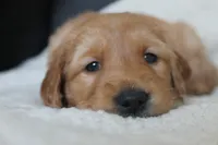 Golden Boy, a male Golden Retriever for sale in Janesville, MN – Photo 2 of 5