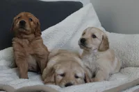 Golden Boy, a male Golden Retriever for sale in Janesville, MN – Photo 1 of 5