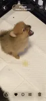 Boy 6, a male Pomeranian for sale in Detroit, MI – 3 of 6