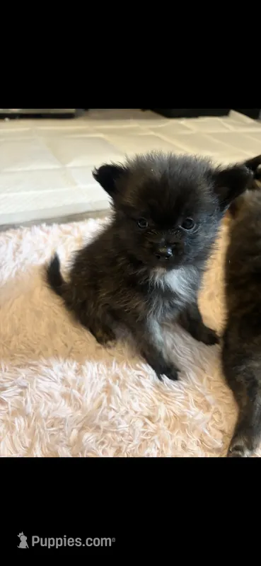 Girl 2 – Pomeranian puppy for sale in Detroit, MI