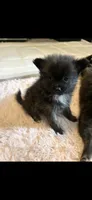 Girl 2, a female Pomeranian for sale in Detroit, MI – 1 of 1