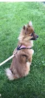 Boy 3, a male Pomeranian for sale in Detroit, MI – 3 of 5