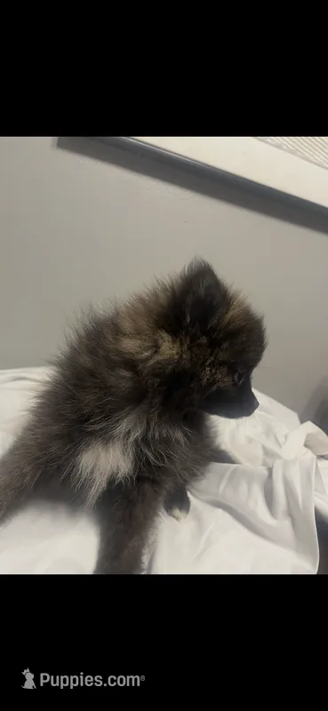 Boy 4 – Pomeranian puppy for sale in Detroit, MI