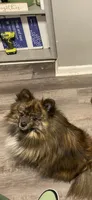 Boy 3, a male Pomeranian for sale in Detroit, MI – 4 of 5