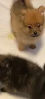 Boy 6, a male Pomeranian for sale in Detroit, MI – 2 of 6