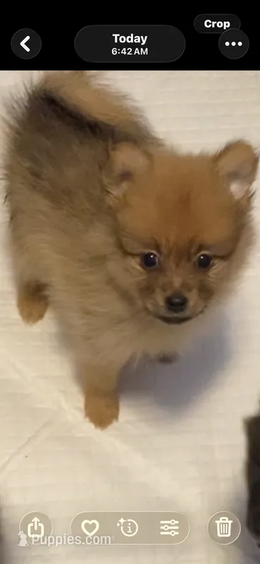 Boy 6 – Pomeranian puppy for sale in Detroit, MI