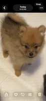 Boy 6, a male Pomeranian for sale in Detroit, MI – 1 of 6