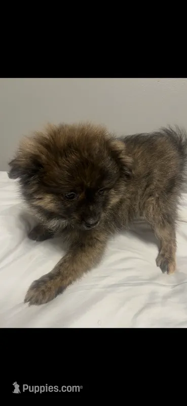 Boy3 – Pomeranian puppy for sale in Detroit, MI