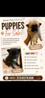 Boy 3, a male Pomeranian for sale in Detroit, MI – 2 of 5