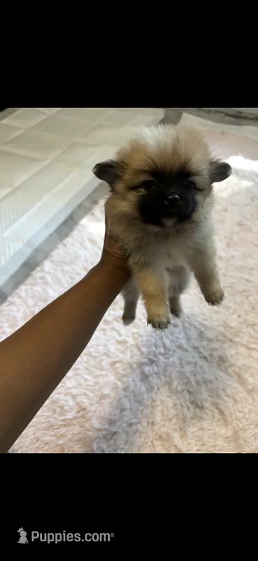 Girl 1 – Pomeranian puppy for sale in Detroit, MI