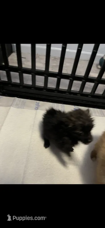 Boy5 – Pomeranian puppy for sale in Detroit, MI
