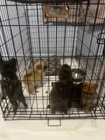 Boy 6, a male Pomeranian for sale in Detroit, MI – 6 of 6