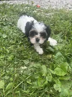 Lucy, a female Cavapoo and Shorkie for sale in Reynoldsburg, OH – 4 of 10