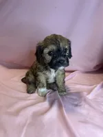 Lily , a female Cavapoo and Shorkie for sale in Reynoldsburg, OH – 4 of 10