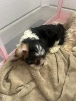 Rocky, a male Cavapoo for sale in Reynoldsburg, OH – 3 of 10