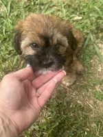 Lily , a female Cavapoo and Shorkie for sale in Reynoldsburg, OH – 3 of 10