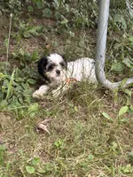 Lucy, a female Cavapoo and Shorkie for sale in Reynoldsburg, OH – 2 of 10