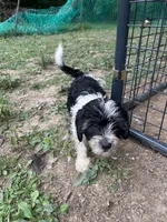 Boomer , a male Cavapoo and Shorkie for sale in Reynoldsburg, OH – 6 of 10