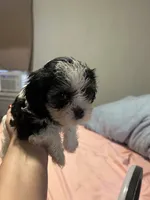 Lucy, a female Cavapoo and Shorkie for sale in Reynoldsburg, OH – 5 of 10