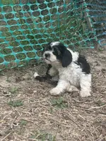 Boomer , a male Cavapoo and Shorkie for sale in Reynoldsburg, OH – 4 of 10