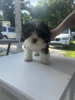Rocky, a male Cavapoo for sale in Reynoldsburg, OH – 5 of 10
