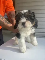 Rocky, a male Cavapoo for sale in Reynoldsburg, OH – 6 of 10