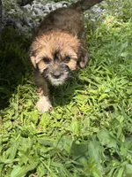 Lily , a female Cavapoo and Shorkie for sale in Reynoldsburg, OH – 9 of 10