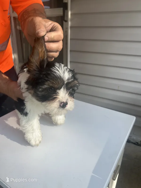 Rocky – Cavapoo puppy for sale in Reynoldsburg, OH