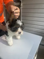 Rocky, a male Cavapoo for sale in Reynoldsburg, OH – 1 of 10