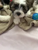 Cisco , a male Cavapoo and Shorkie for sale in Reynoldsburg, OH – 3 of 10
