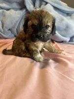 Lily , a female Cavapoo and Shorkie for sale in Reynoldsburg, OH – 7 of 10