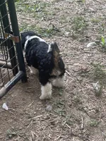 Rocky, a male Cavapoo for sale in Reynoldsburg, OH – 9 of 10