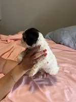 Lucy, a female Cavapoo and Shorkie for sale in Reynoldsburg, OH – 10 of 10