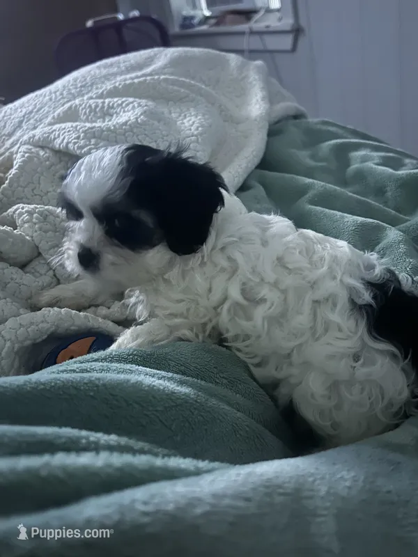 Lucy – Cavapoo, Shorkie puppy for sale in Reynoldsburg, OH