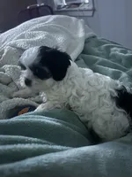 Lucy, a female Cavapoo and Shorkie for sale in Reynoldsburg, OH – 1 of 10